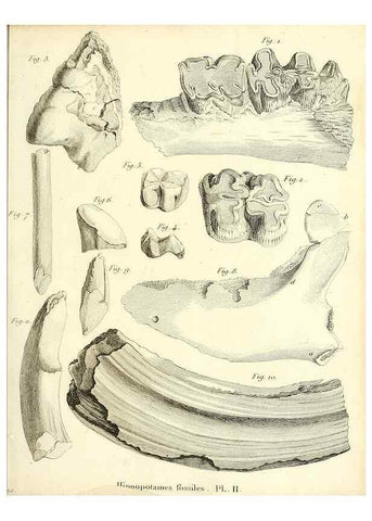 Reproducción/Reproduction 49065111651: Recherches sur les ossemens fossiles de quadrupèdes. Paris :Deterville,1812.. 