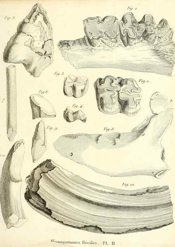 Reproducción/Reproduction 49065111651: Recherches sur les ossemens fossiles de quadrupèdes. Paris :Deterville,1812.. 