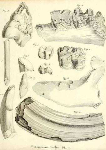 Reproducción/Reproduction 49065111651: Recherches sur les ossemens fossiles de quadrupèdes. Paris :Deterville,1812.. 