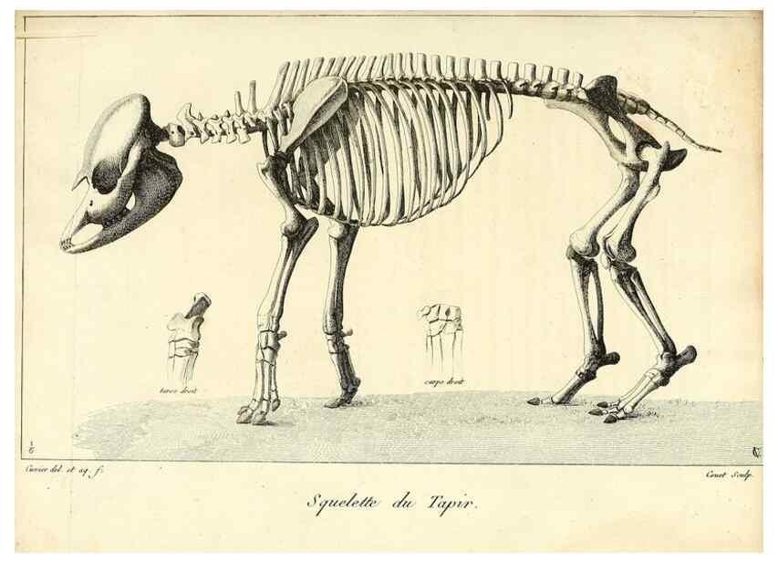 Reproducción/Reproduction 49065325302: Recherches sur les ossemens fossiles de quadrupèdes. Paris :Deterville,1812.. 
