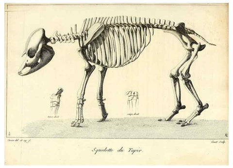Reproducción/Reproduction 49065325302: Recherches sur les ossemens fossiles de quadrupèdes. Paris :Deterville,1812.. 