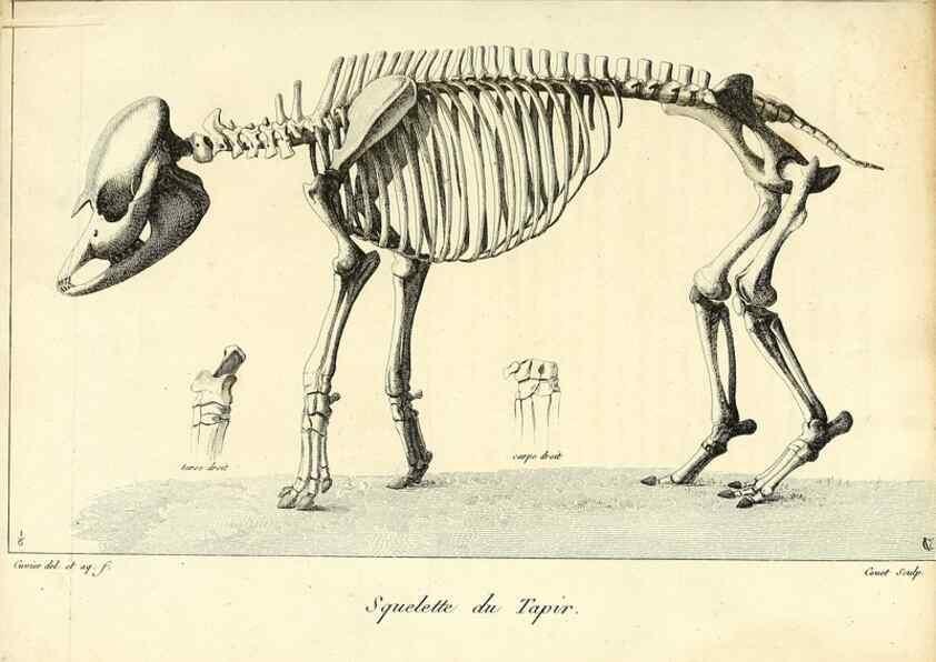 Reproducción/Reproduction 49065325302: Recherches sur les ossemens fossiles de quadrupèdes. Paris :Deterville,1812.. 