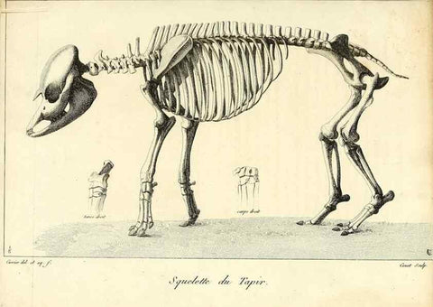 Reproducción/Reproduction 49065325302: Recherches sur les ossemens fossiles de quadrupèdes. Paris :Deterville,1812.. 
