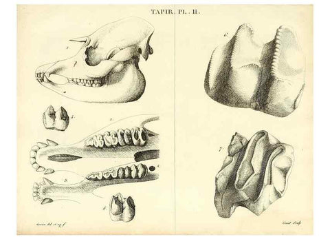 Reproducción/Reproduction 49065325712: Recherches sur les ossemens fossiles de quadrupèdes. Paris :Deterville,1812.. 