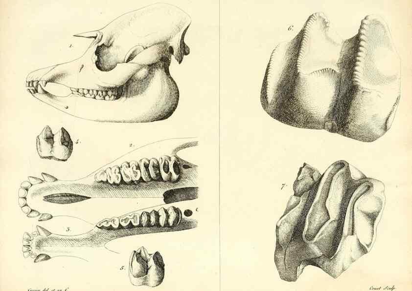 Reproducción/Reproduction 49065325712: Recherches sur les ossemens fossiles de quadrupèdes. Paris :Deterville,1812.. 