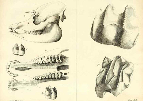 Reproducción/Reproduction 49065325712: Recherches sur les ossemens fossiles de quadrupèdes. Paris :Deterville,1812.. 