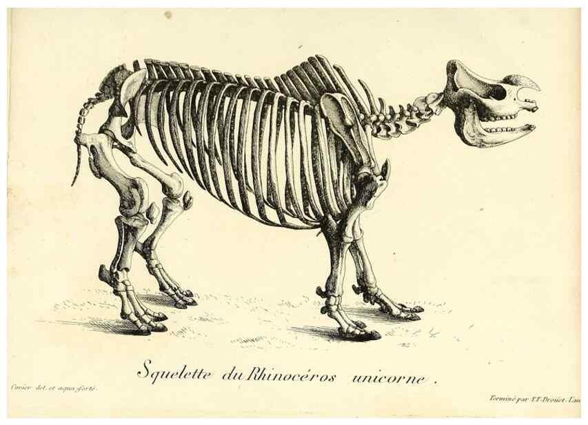 Reproducción/Reproduction 49065107026: Recherches sur les ossemens fossiles de quadrupèdes. Paris :Deterville,1812.. 