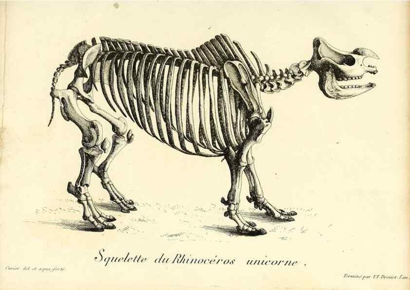 Reproducción/Reproduction 49065107026: Recherches sur les ossemens fossiles de quadrupèdes. Paris :Deterville,1812.. 