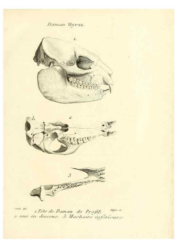 Reproducción/Reproduction 49064592168: Recherches sur les ossemens fossiles de quadrupèdes. Paris :Deterville,1812.. 