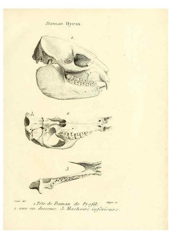 Reproducción/Reproduction 49064592168: Recherches sur les ossemens fossiles de quadrupèdes. Paris :Deterville,1812.. 