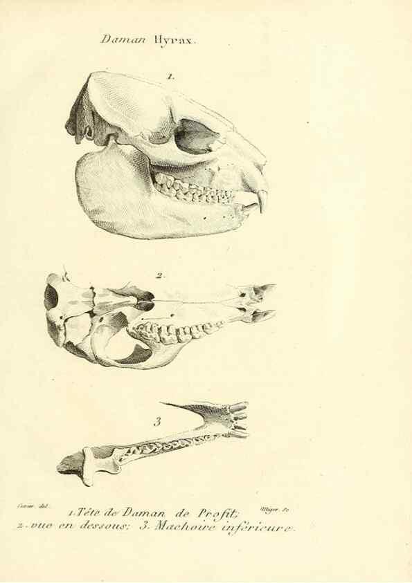 Reproducción/Reproduction 49064592168: Recherches sur les ossemens fossiles de quadrupèdes. Paris :Deterville,1812.. 