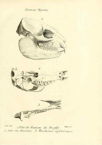 Reproducción/Reproduction 49064592168: Recherches sur les ossemens fossiles de quadrupèdes. Paris :Deterville,1812.. 