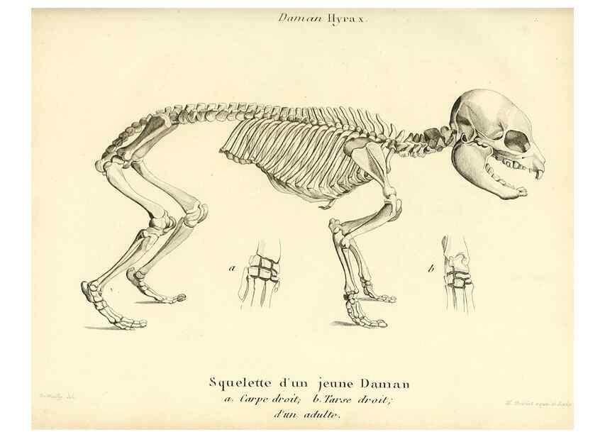 Reproducción/Reproduction 49064591808: Recherches sur les ossemens fossiles de quadrupèdes. Paris :Deterville,1812.. 