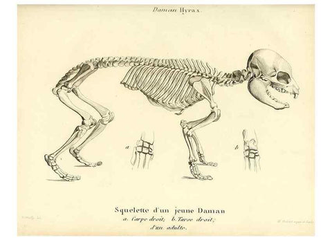Reproducción/Reproduction 49064591808: Recherches sur les ossemens fossiles de quadrupèdes. Paris :Deterville,1812.. 