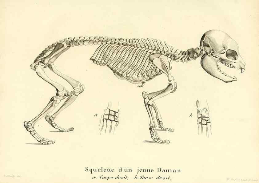 Reproducción/Reproduction 49064591808: Recherches sur les ossemens fossiles de quadrupèdes. Paris :Deterville,1812.. 