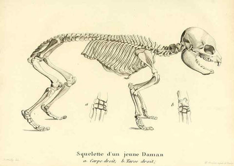 Reproducción/Reproduction 49064591808: Recherches sur les ossemens fossiles de quadrupèdes. Paris :Deterville,1812.. 