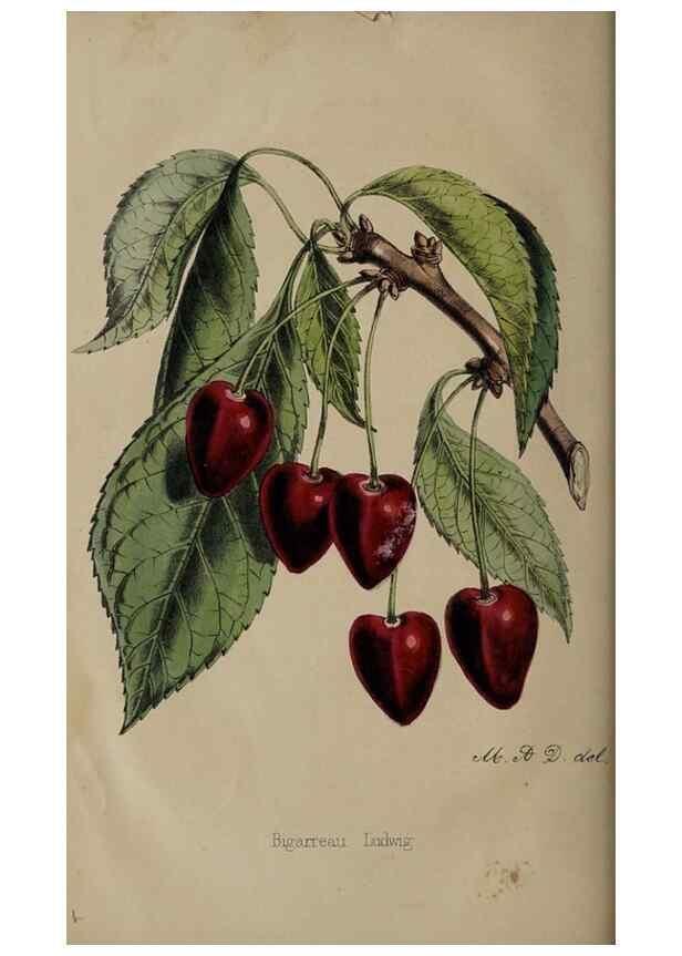 Reproducción/Reproduction 49060954902: The florist and pomologist.. London :""Journal of Horticulture"" Office,1863-1879.. 