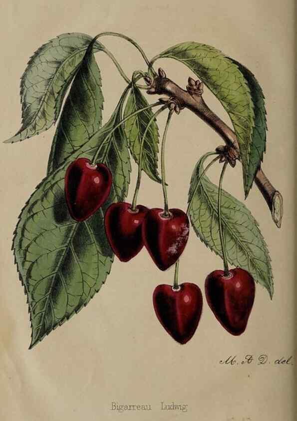 Reproducción/Reproduction 49060954902: The florist and pomologist.. London :""Journal of Horticulture"" Office,1863-1879.. 