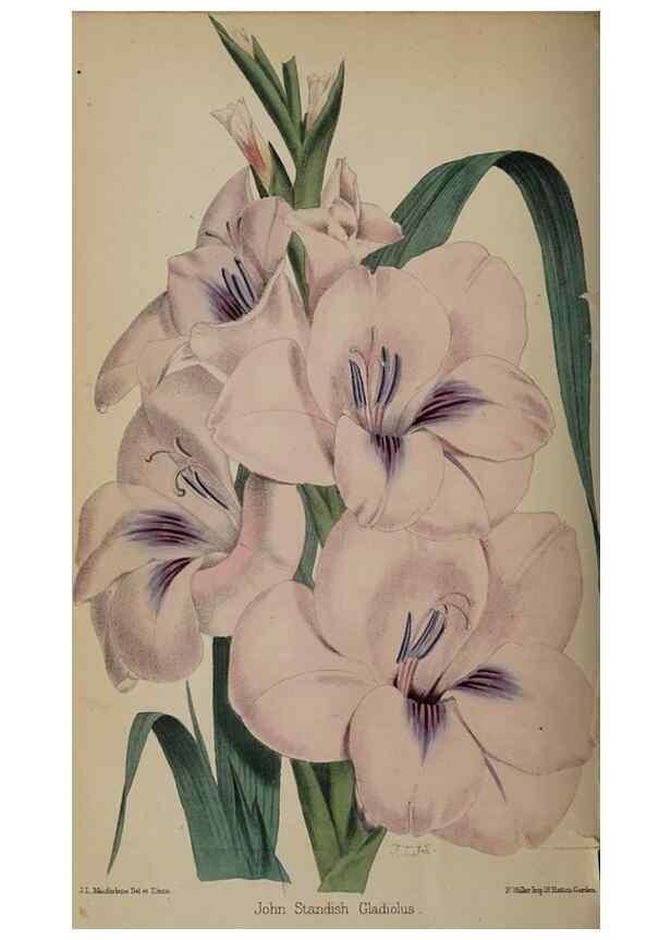 Reproducción/Reproduction 49059991143: The florist and pomologist.. London :""Journal of Horticulture"" Office,1863-1879.. 