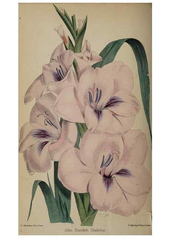 Reproducción/Reproduction 49059991143: The florist and pomologist.. London :""Journal of Horticulture"" Office,1863-1879.. 