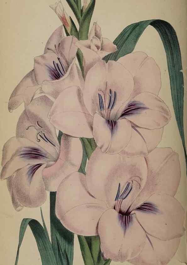 Reproducción/Reproduction 49059991143: The florist and pomologist.. London :""Journal of Horticulture"" Office,1863-1879.. 