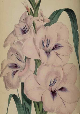 Reproducción/Reproduction 49059991143: The florist and pomologist.. London :""Journal of Horticulture"" Office,1863-1879.. 