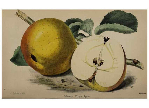 Reproducción/Reproduction 49059991503: The florist and pomologist.. London :""Journal of Horticulture"" Office,1863-1879.. 
