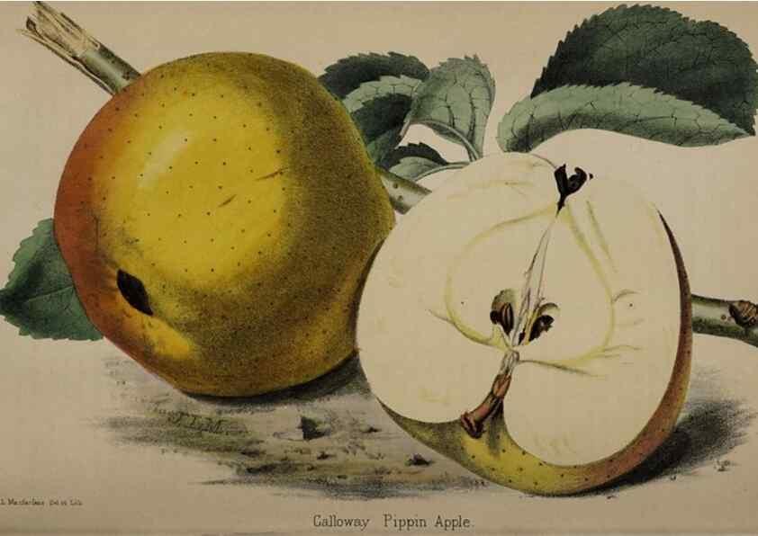 Reproducción/Reproduction 49059991503: The florist and pomologist.. London :""Journal of Horticulture"" Office,1863-1879.. 