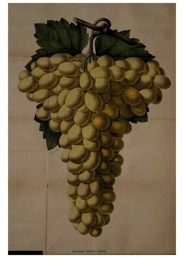 Reproducción/Reproduction 49060725912: The florist and pomologist.. London :""Journal of Horticulture"" Office,1863-1879.. 