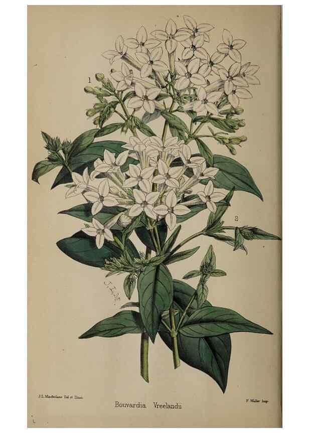 Reproducción/Reproduction 49059992318: The florist and pomologist.. London :""Journal of Horticulture"" Office,1863-1879.. 