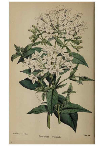 Reproducción/Reproduction 49059992318: The florist and pomologist.. London :""Journal of Horticulture"" Office,1863-1879.. 
