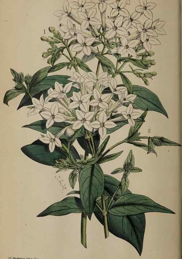 Reproducción/Reproduction 49059992318: The florist and pomologist.. London :""Journal of Horticulture"" Office,1863-1879.. 