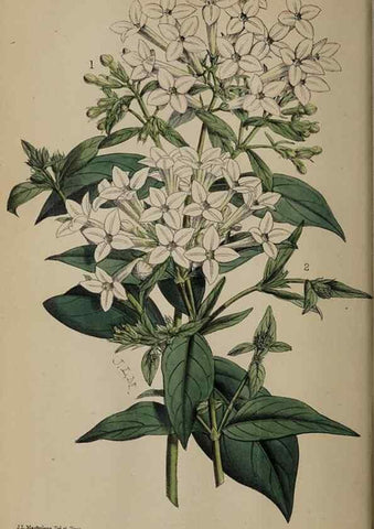 Reproducción/Reproduction 49059992318: The florist and pomologist.. London :""Journal of Horticulture"" Office,1863-1879.. 