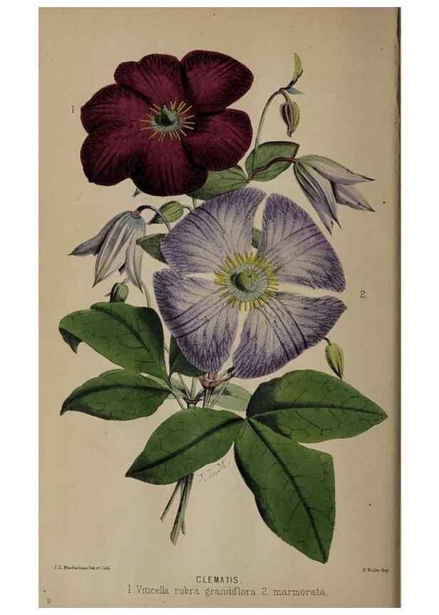 Reproducción/Reproduction 49060504046: The florist and pomologist.. London :""Journal of Horticulture"" Office,1863-1879.. 