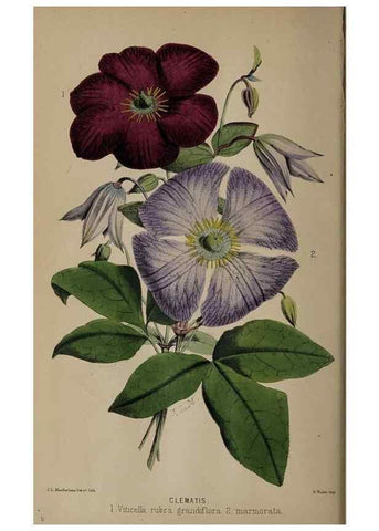 Reproducción/Reproduction 49060504046: The florist and pomologist.. London :""Journal of Horticulture"" Office,1863-1879.. 