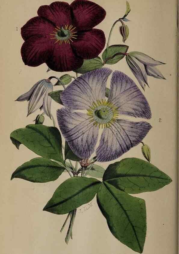 Reproducción/Reproduction 49060504046: The florist and pomologist.. London :""Journal of Horticulture"" Office,1863-1879.. 