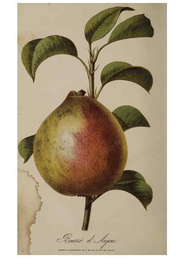 Reproducción/Reproduction 49060216073: The florist and pomologist.. London :""Journal of Horticulture"" Office,1863-1879.. 