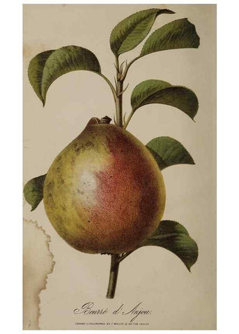 Reproducción/Reproduction 49060216073: The florist and pomologist.. London :""Journal of Horticulture"" Office,1863-1879.. 