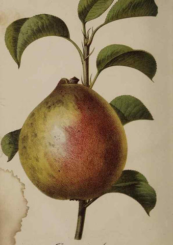Reproducción/Reproduction 49060216073: The florist and pomologist.. London :""Journal of Horticulture"" Office,1863-1879.. 
