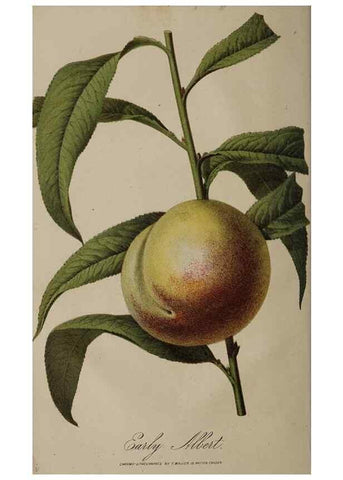 Reproducción/Reproduction 49060730556: The florist and pomologist.. London :""Journal of Horticulture"" Office,1863-1879.. 