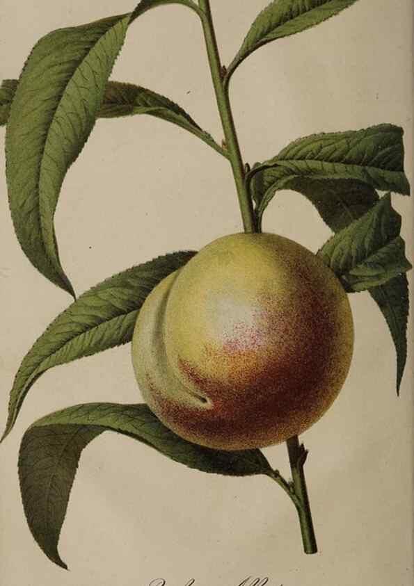 Reproducción/Reproduction 49060730556: The florist and pomologist.. London :""Journal of Horticulture"" Office,1863-1879.. 