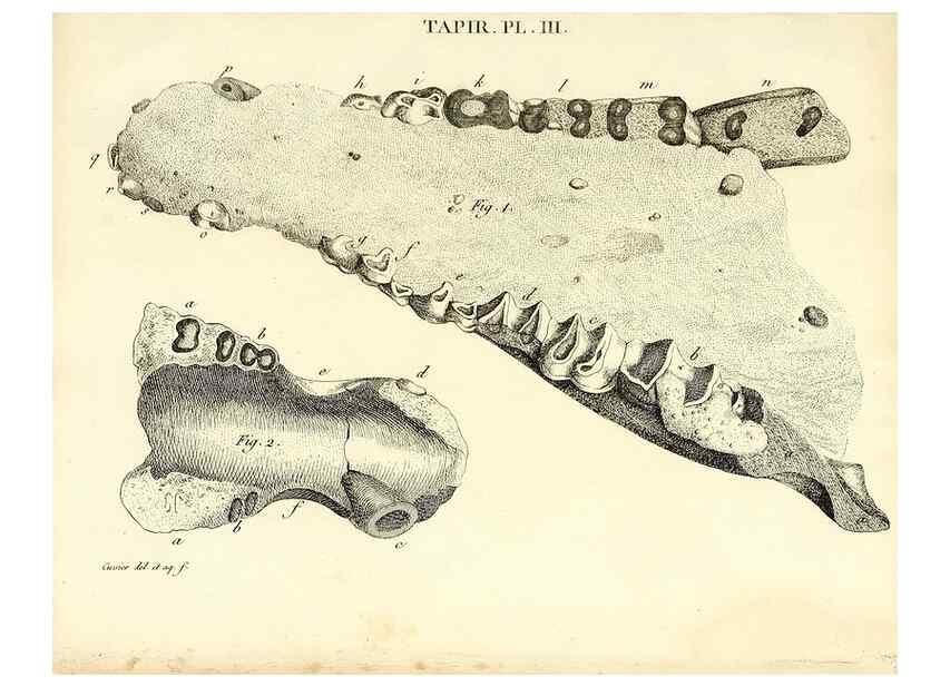 Reproducción/Reproduction 49065113301: Recherches sur les ossemens fossiles de quadrupèdes. Paris :Deterville,1812.. 