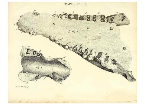 Reproducción/Reproduction 49065113301: Recherches sur les ossemens fossiles de quadrupèdes. Paris :Deterville,1812.. 