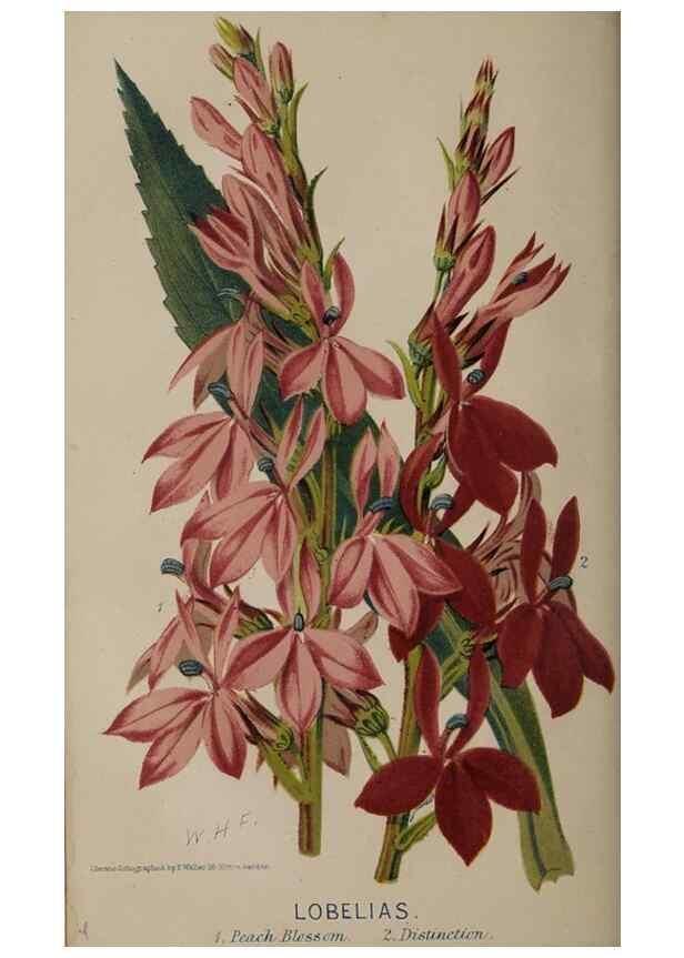 Reproducción/Reproduction 49060217283: The florist and pomologist.. London :""Journal of Horticulture"" Office,1863-1879.. 