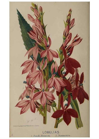 Reproducción/Reproduction 49060217283: The florist and pomologist.. London :""Journal of Horticulture"" Office,1863-1879.. 