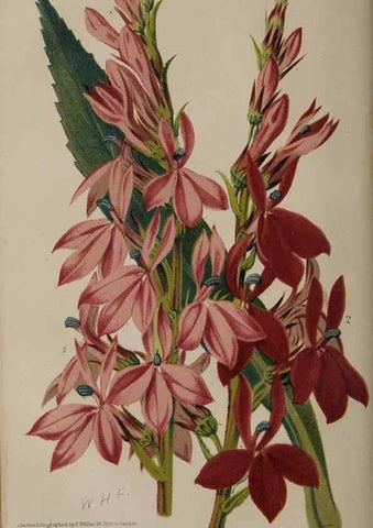 Reproducción/Reproduction 49060217283: The florist and pomologist.. London :""Journal of Horticulture"" Office,1863-1879.. 