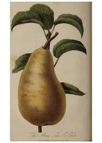 Reproducción/Reproduction 49060217918: The florist and pomologist.. London :""Journal of Horticulture"" Office,1863-1879.. 