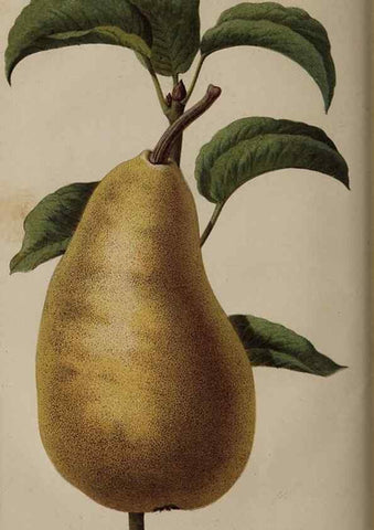 Reproducción/Reproduction 49060217918: The florist and pomologist.. London :""Journal of Horticulture"" Office,1863-1879.. 