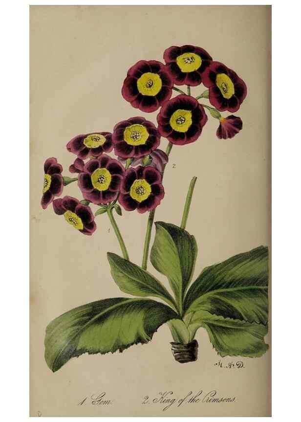 Reproducción/Reproduction 49060218173: The florist and pomologist.. London :""Journal of Horticulture"" Office,1863-1879.. 