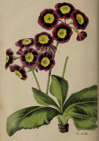Reproducción/Reproduction 49060218173: The florist and pomologist.. London :""Journal of Horticulture"" Office,1863-1879.. 